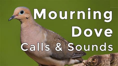 Mourning Dove Song Coo Call Sounds. Dove Call Sound. Dove Sounds. Great sound clip for video clips, games, commercials, apps. High Quality Sounds. Free MP3 Download. MP3 320 kbps (zip) Length: 0:01 sec File size: 75 Mb. Play Stop. License: Attribution 4.0 International (CC BY 4.0). You are allowed to use sound effects free of …